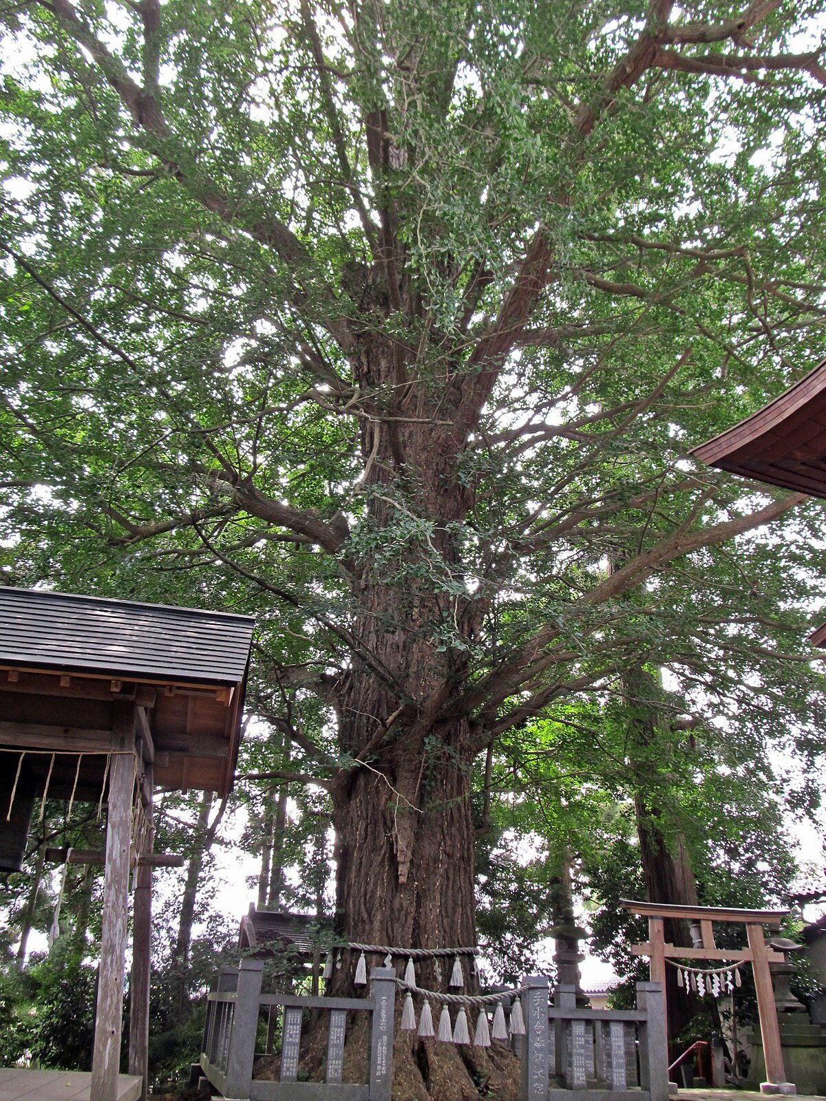 ⛩️ 이케다 신사 (이케다 진자) 이미지 9